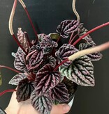 Magazoo Peperomia Caperata 'Red Luna' Plant