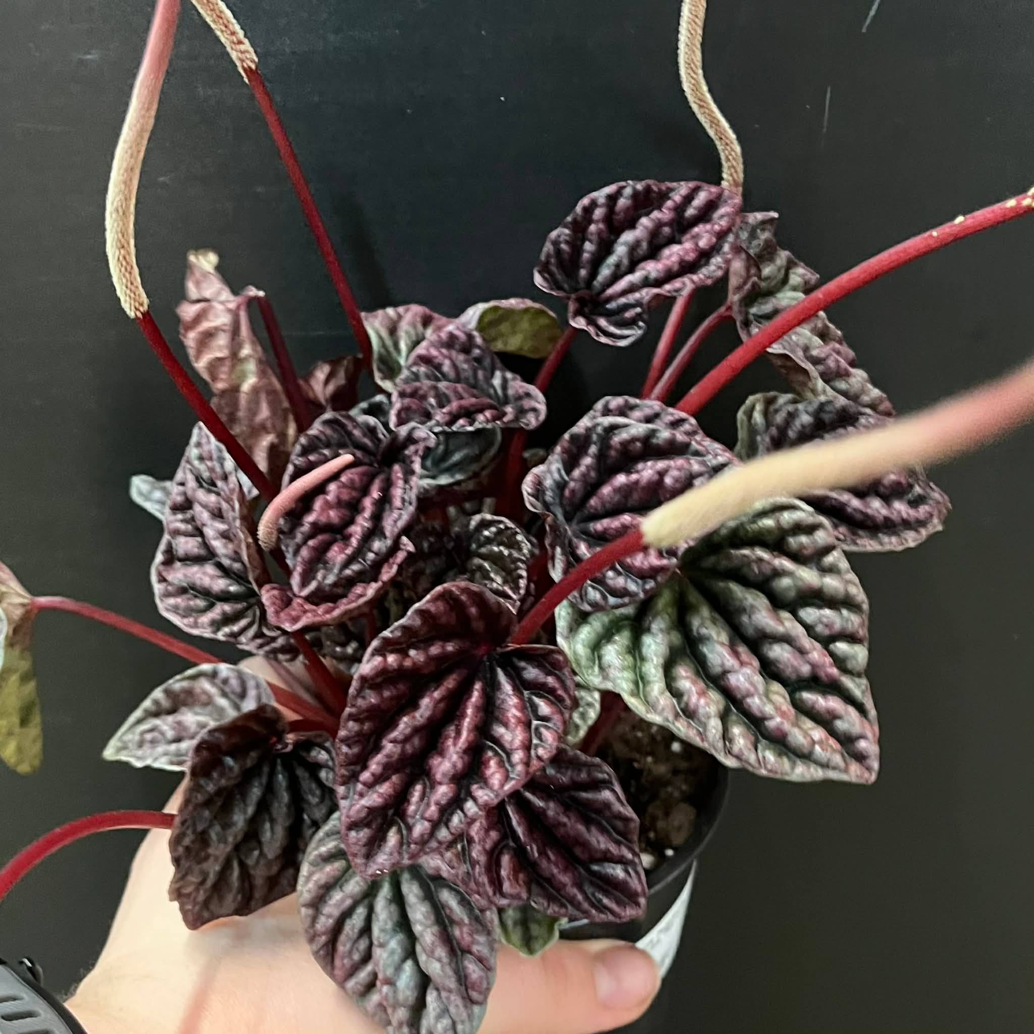 Magazoo Peperomia Caperata 'Red Luna' Plant