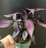 Magazoo Plante Strobilanthes Dyerianus | Persian Shield 10cm