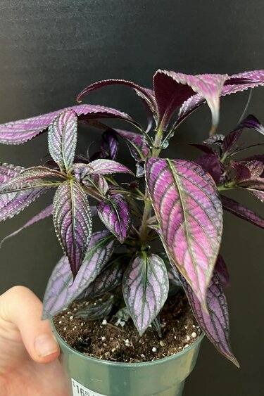Magazoo Plante Strobilanthes Dyerianus | Persian Shield 10cm