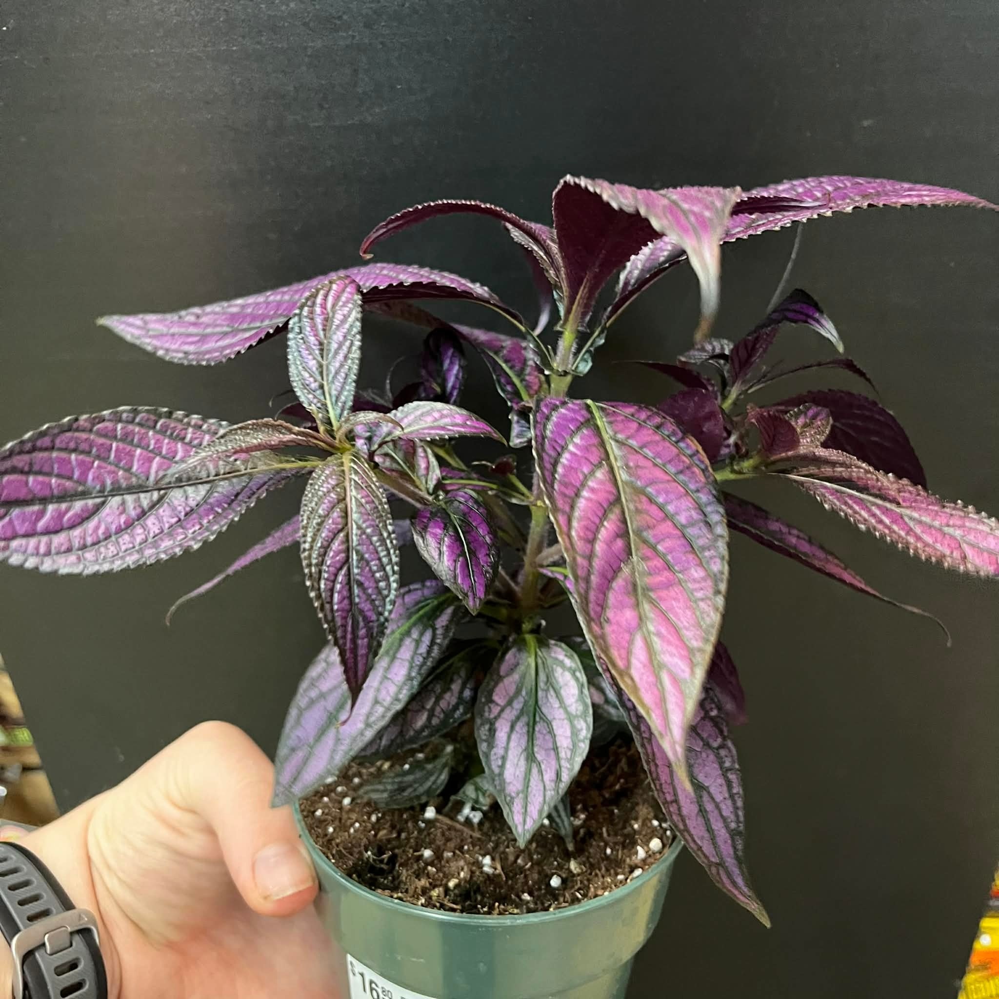 Magazoo Plante Strobilanthes Dyerianus | Persian Shield 10cm
