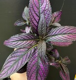 Magazoo Plante Strobilanthes Dyerianus | Persian Shield 10cm