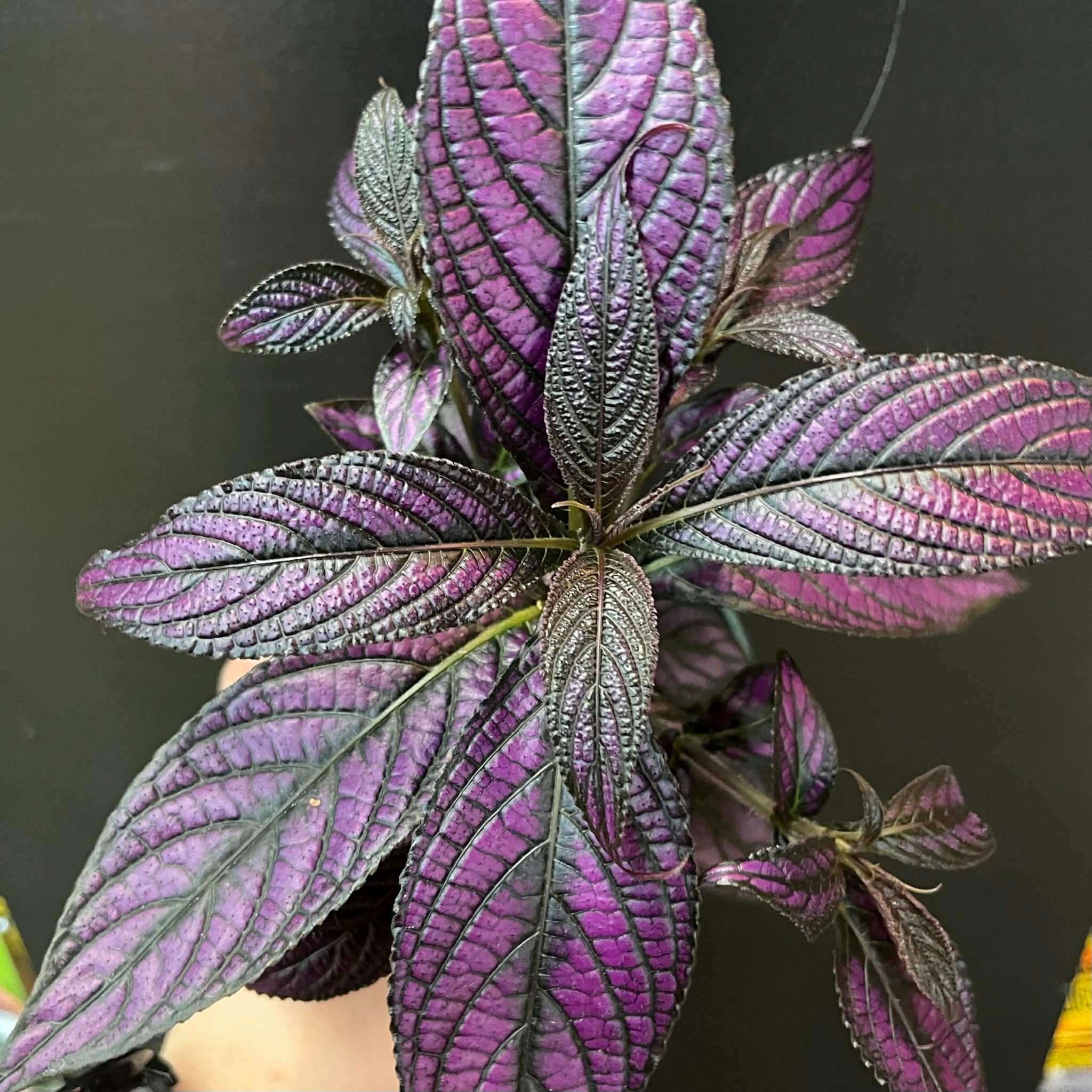 Magazoo Plante Strobilanthes Dyerianus | Persian Shield 10cm