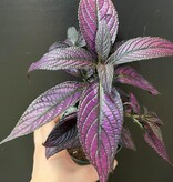 Magazoo Plante Strobilanthes Dyerianus | Persian Shield 10cm