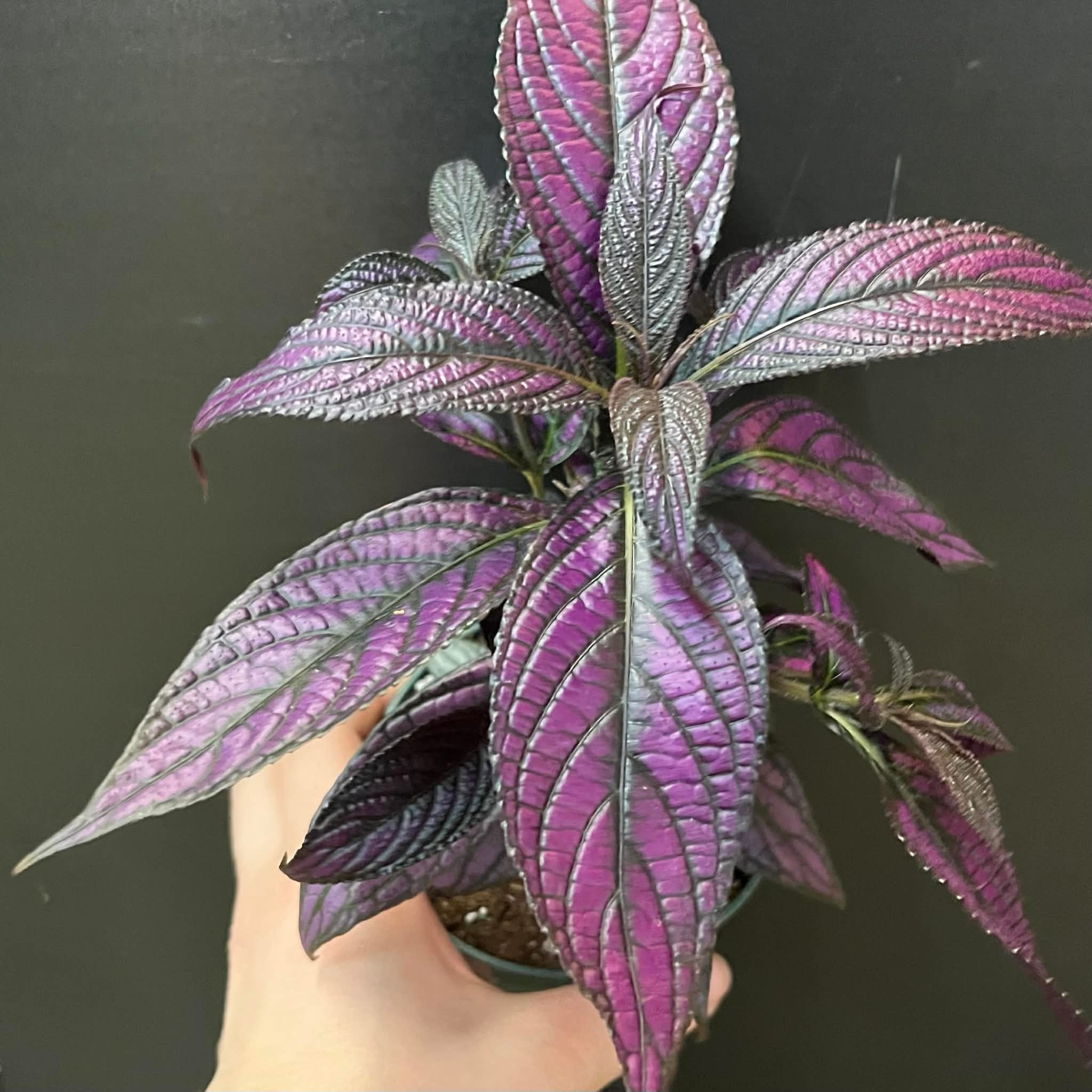 Magazoo Plante Strobilanthes Dyerianus | Persian Shield 10cm