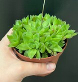 Magazoo Haworthia 'Cymbiformis' Plant 10cm