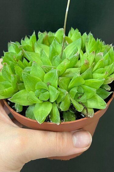 Magazoo Plante  Haworthia 'Cymbiformis' 10cm