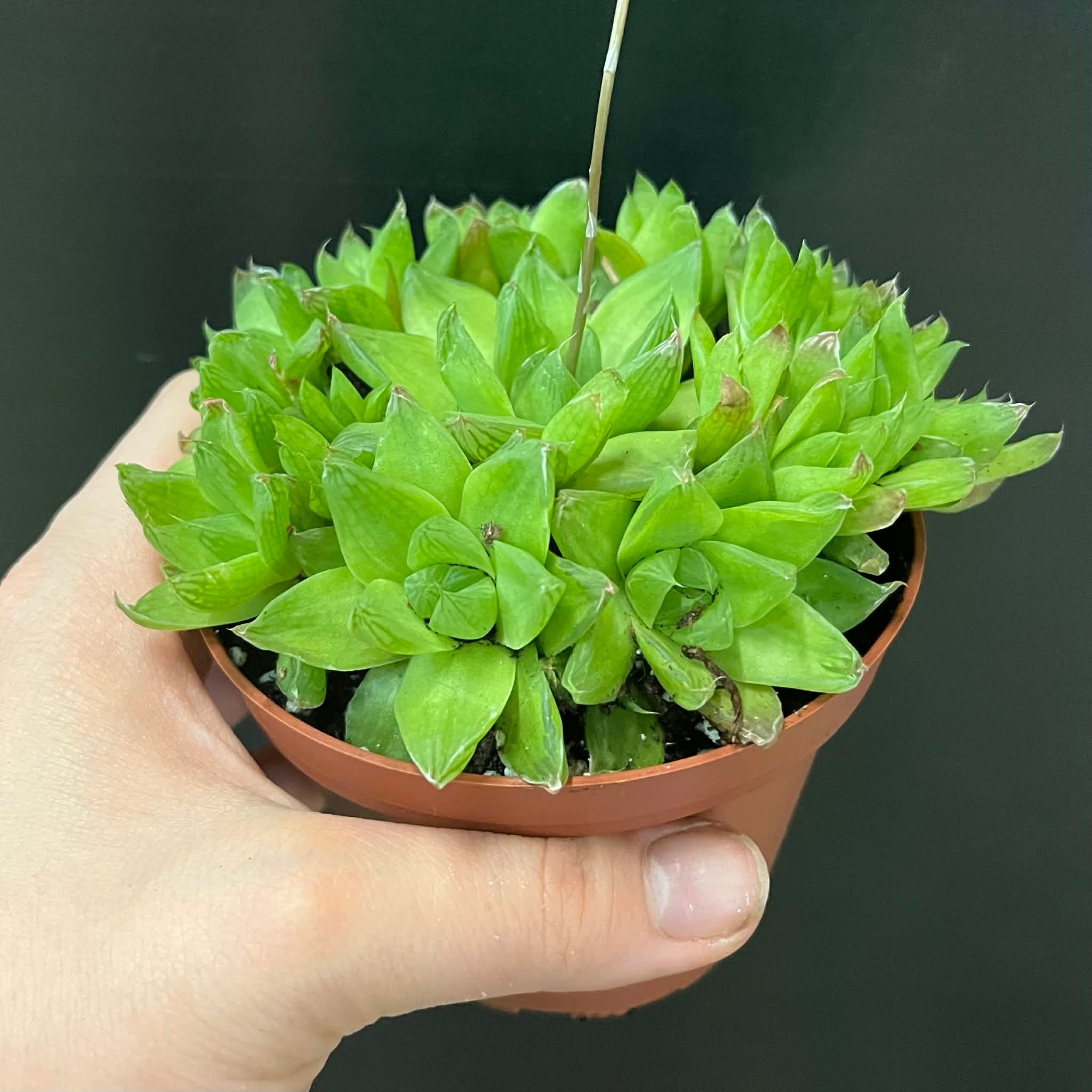 Magazoo Haworthia 'Cymbiformis' Plant 10cm