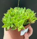 Magazoo Haworthia 'Cymbiformis' Plant 10cm
