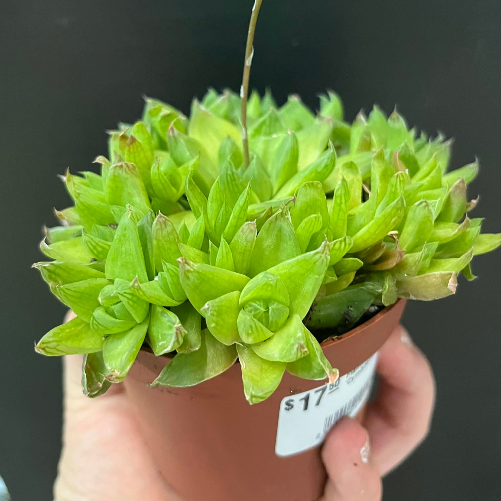 Magazoo Plante  Haworthia 'Cymbiformis' 10cm