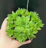 Magazoo Plante  Haworthia 'Cymbiformis' 10cm