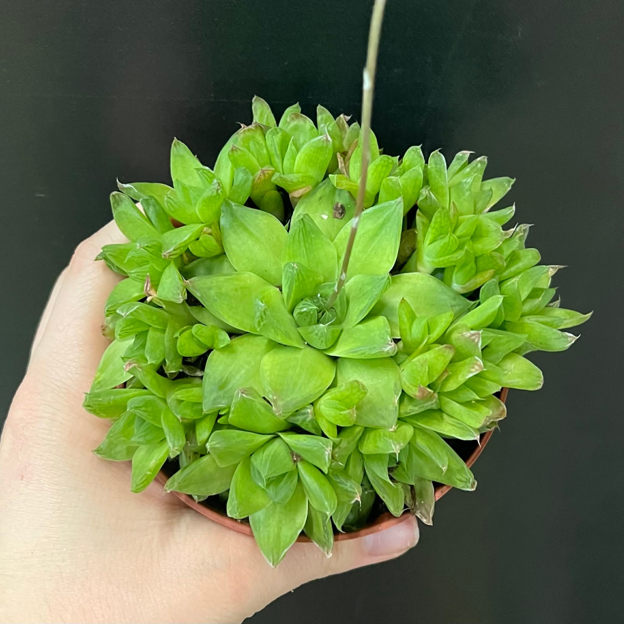 Magazoo Plante  Haworthia 'Cymbiformis' 10cm