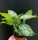 Magazoo Dracaena Surculosa 'Florida Beauty' Plant