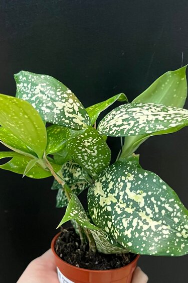 Magazoo Plante Dracaena Surculosa 'Florida Beauty'