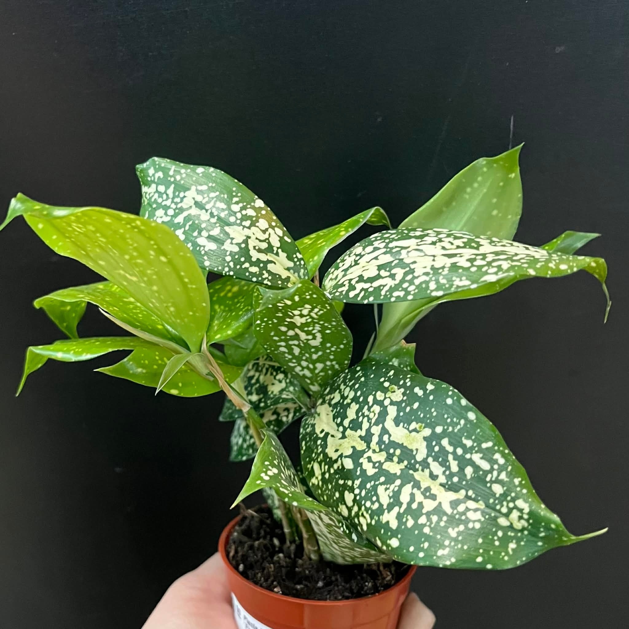 Magazoo Dracaena Surculosa 'Florida Beauty' Plant
