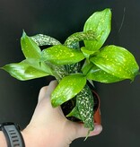 Magazoo Plante Dracaena Surculosa 'Florida Beauty'