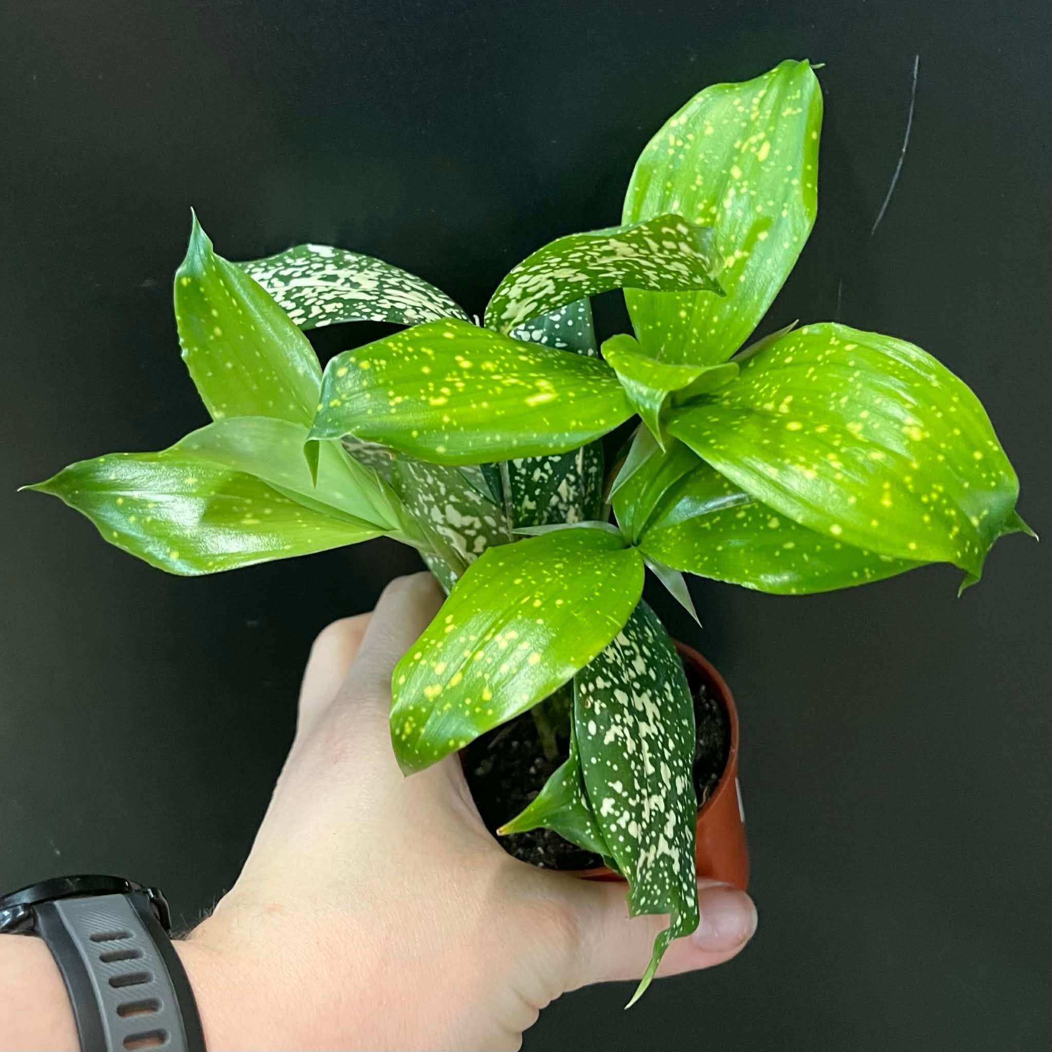 Magazoo Plante Dracaena Surculosa 'Florida Beauty'