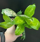 Magazoo Plante Dracaena Surculosa 'Florida Beauty'