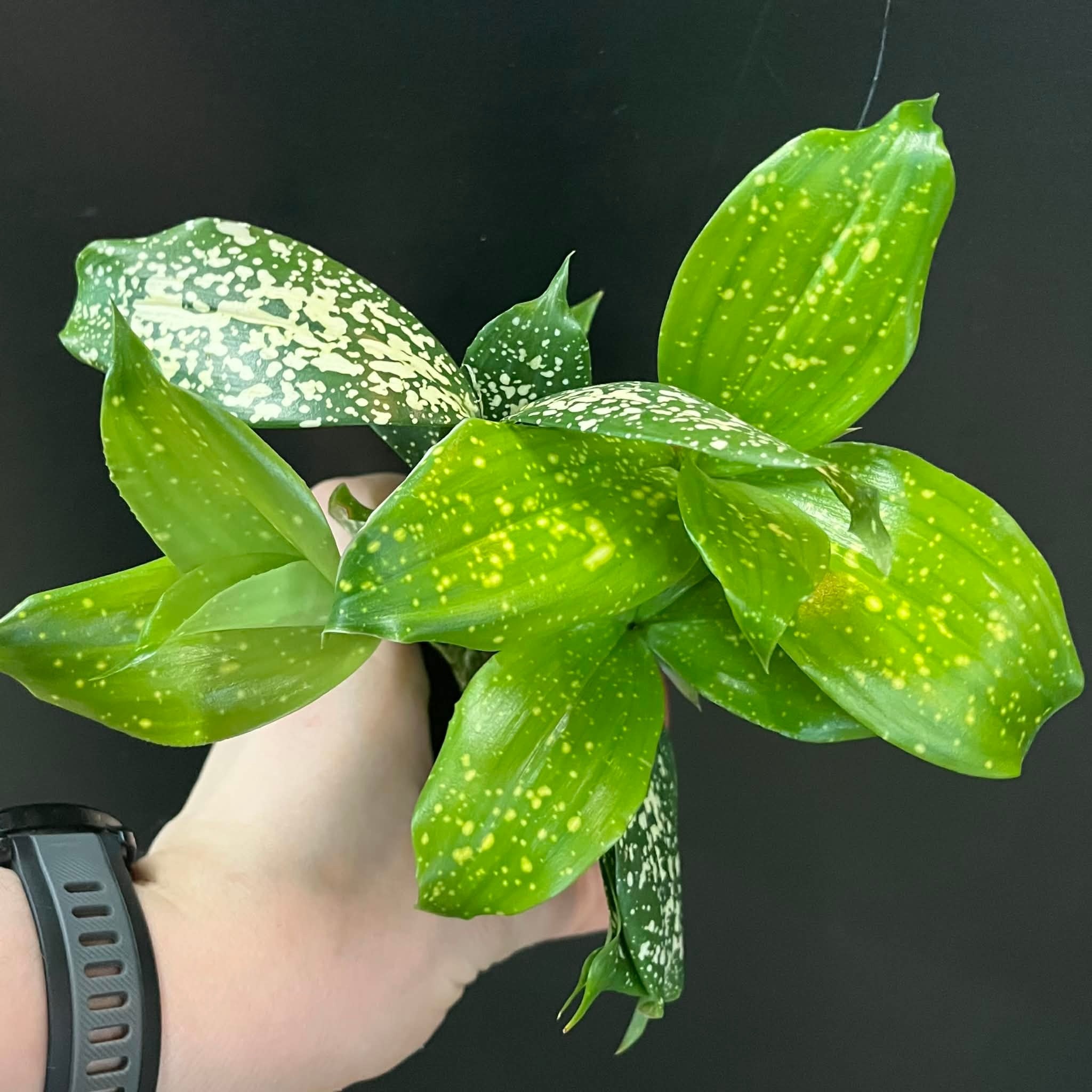 Magazoo Plante Dracaena Surculosa 'Florida Beauty'