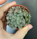 Magazoo Haworthia 'Cooperi' Plant