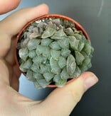 Magazoo Plante Haworthia 'Cooperi'