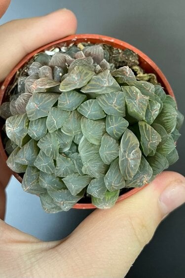 Magazoo Haworthia 'Cooperi' Plant