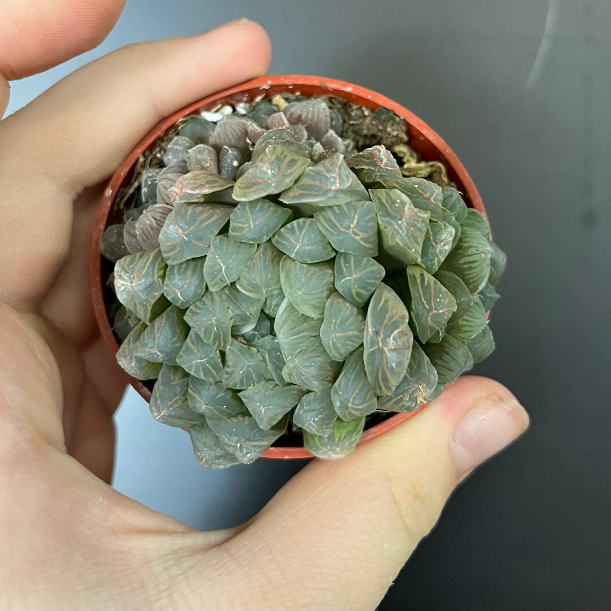 Magazoo Haworthia 'Cooperi' Plant