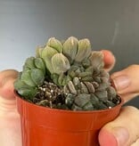 Magazoo Plante Haworthia 'Cooperi'
