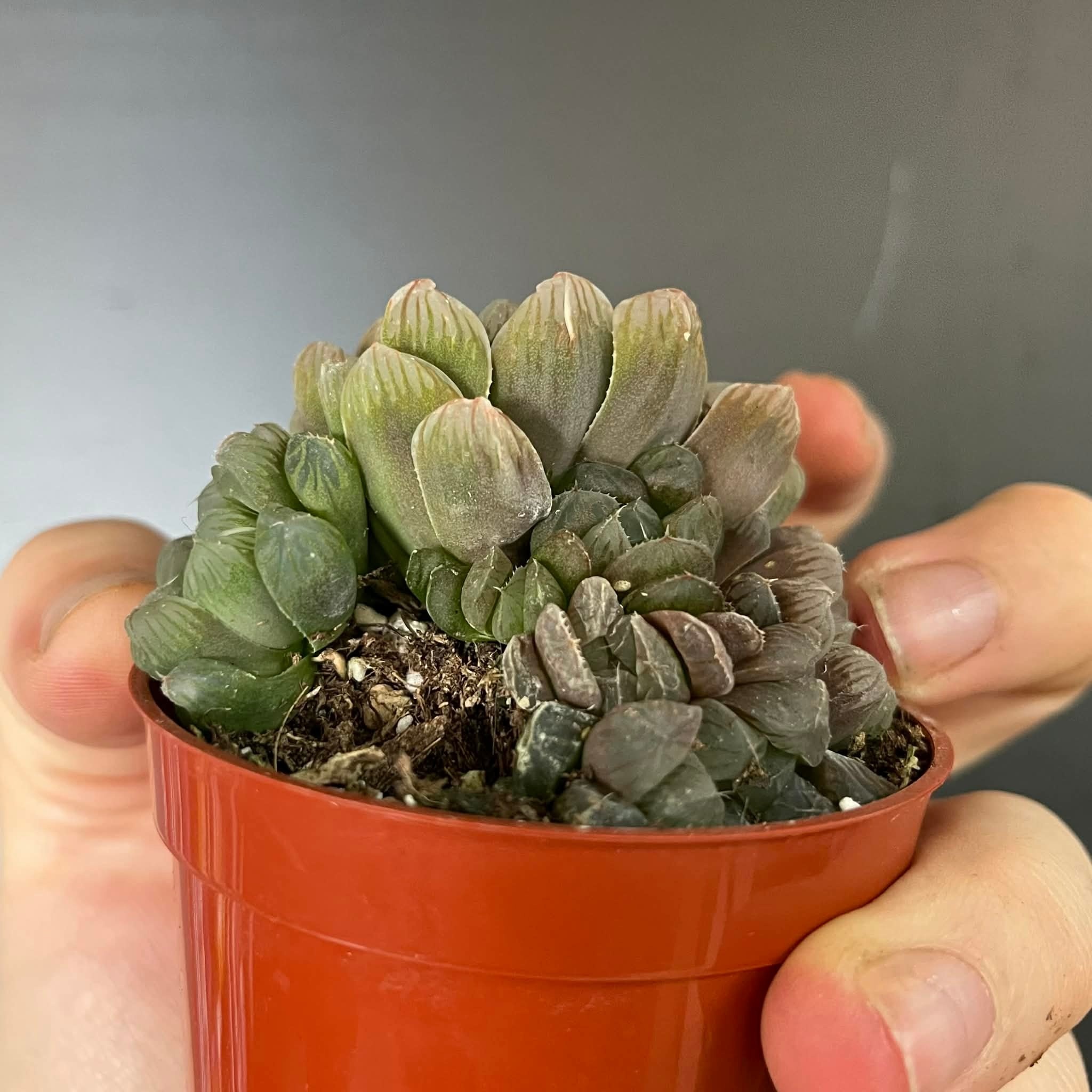 Magazoo Haworthia 'Cooperi' Plant