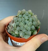 Magazoo Plante Haworthia 'Cooperi'