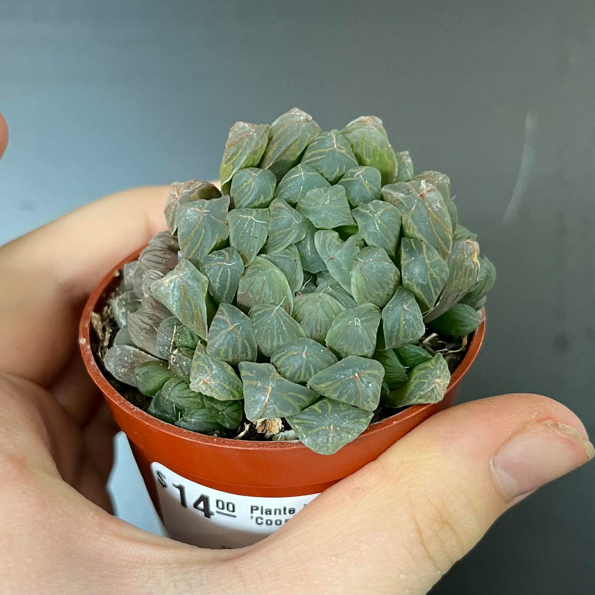 Magazoo Plante Haworthia 'Cooperi'