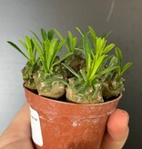 Magazoo Euphorbia Bupleurifolia x Susannae Plant