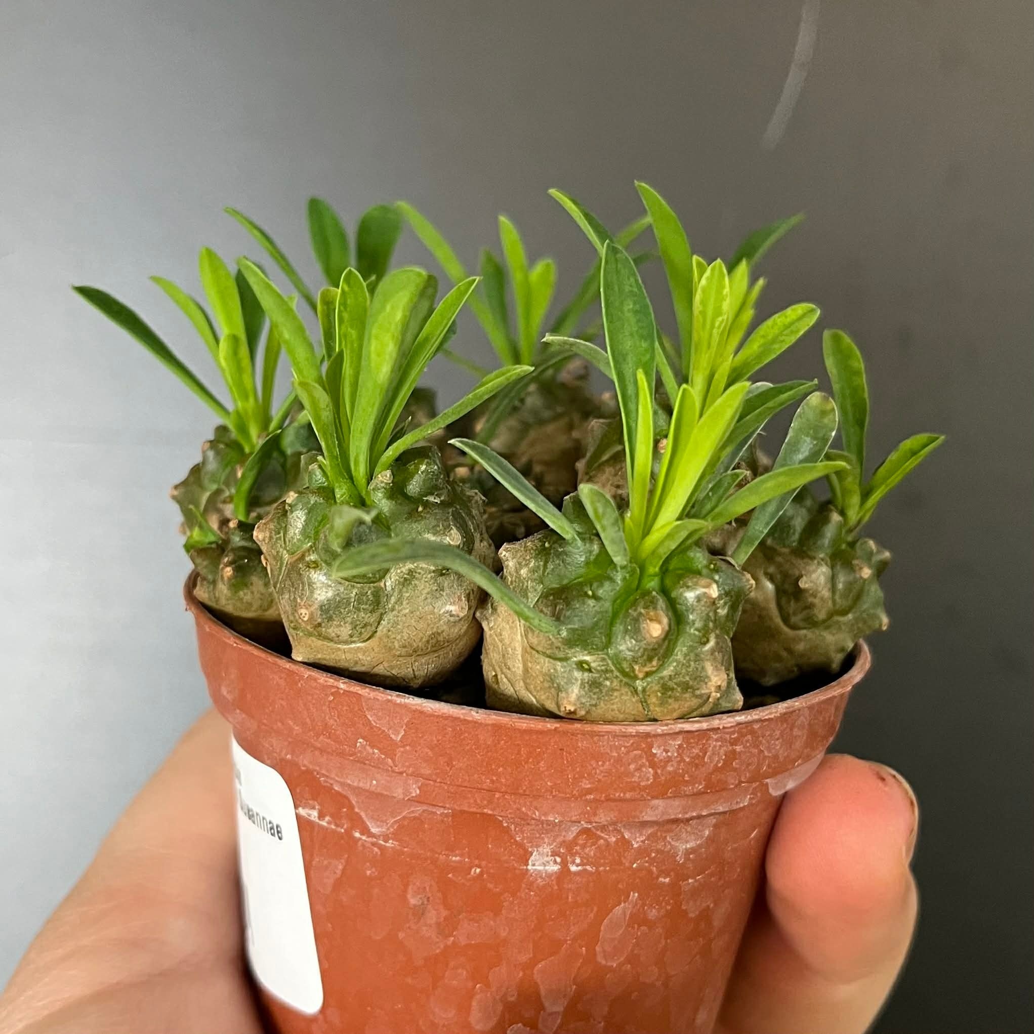 Magazoo Euphorbia Bupleurifolia x Susannae Plant
