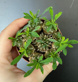 Magazoo Euphorbia Bupleurifolia x Susannae Plant