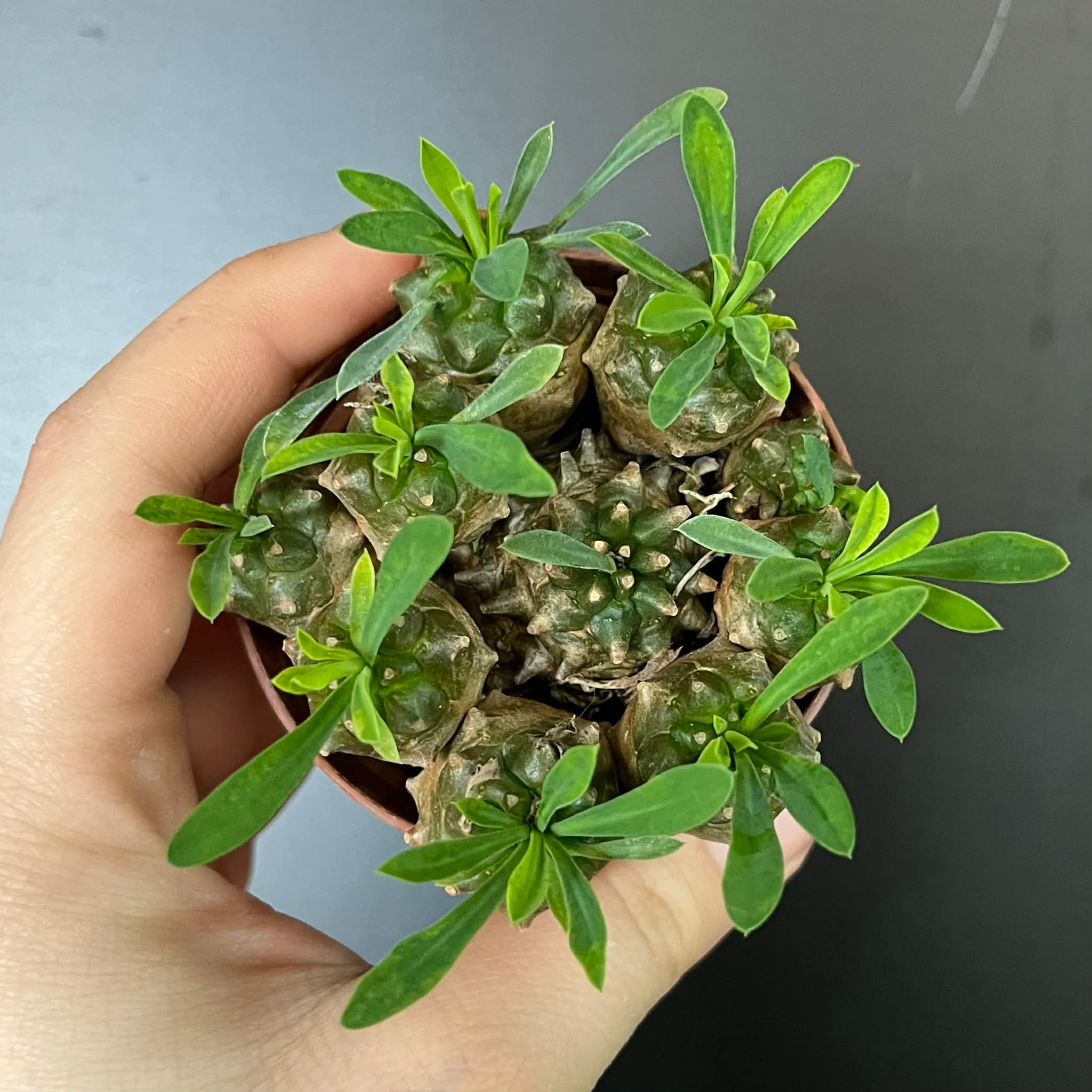 Magazoo Plante Euphorbia Bupleurifolia x Susannae