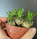 Magazoo Plante Euphorbia Bupleurifolia x Susannae