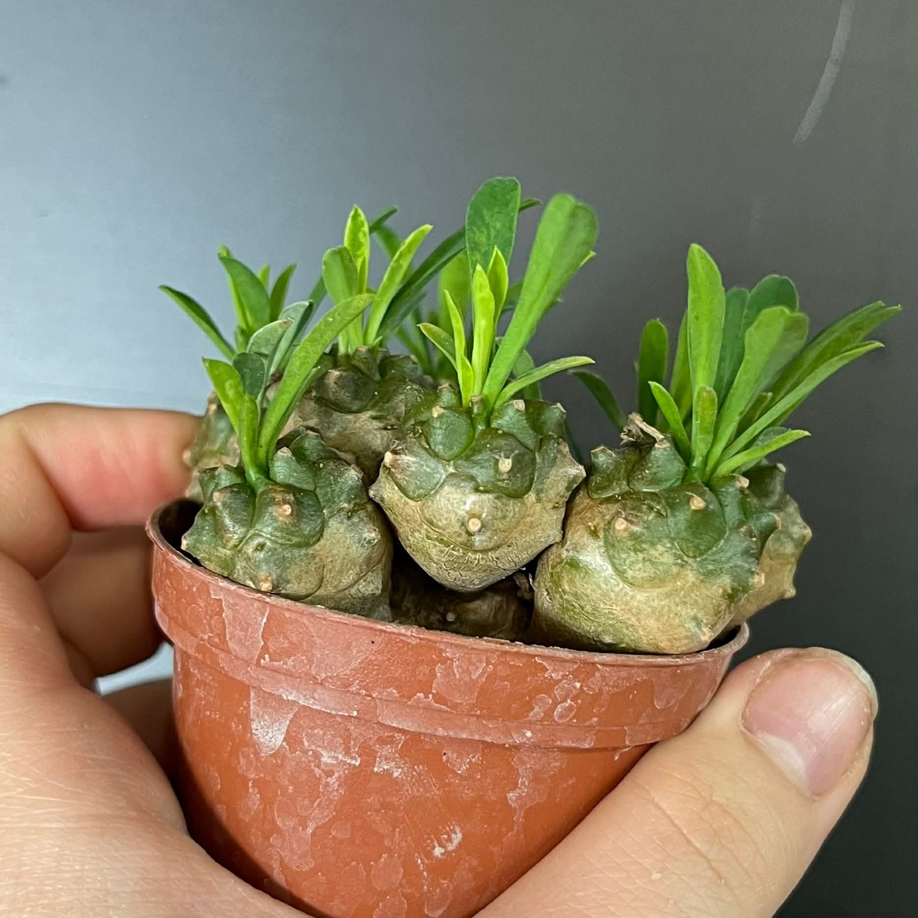 Magazoo Plante Euphorbia Bupleurifolia x Susannae