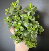Magazoo Plante Crassula Ovata 'Crosby’s Compact' | Dwarf Jade Plant 10cm