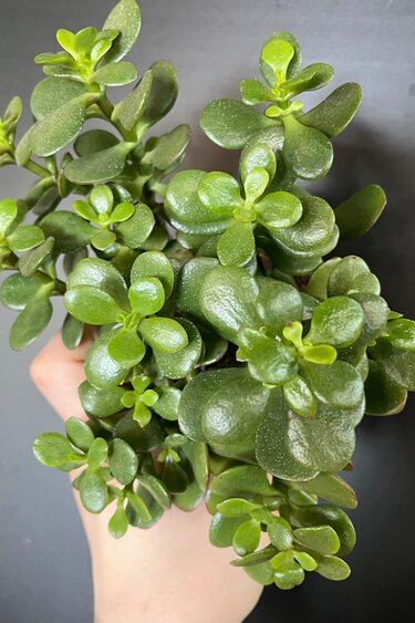Magazoo Plante Crassula Ovata 'Crosby’s Compact' | Dwarf Jade Plant 10cm