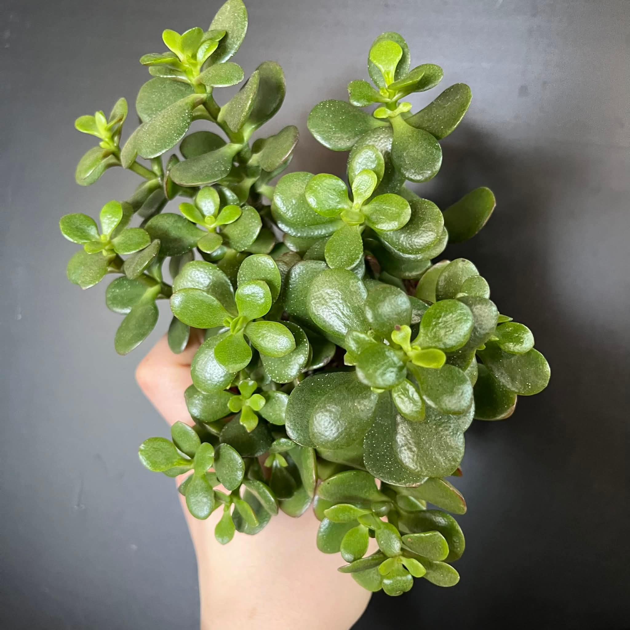 Magazoo Plante Crassula Ovata 'Crosby’s Compact' | Dwarf Jade Plant 10cm