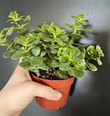 Magazoo Plante Crassula Ovata 'Crosby’s Compact' | Dwarf Jade Plant 10cm