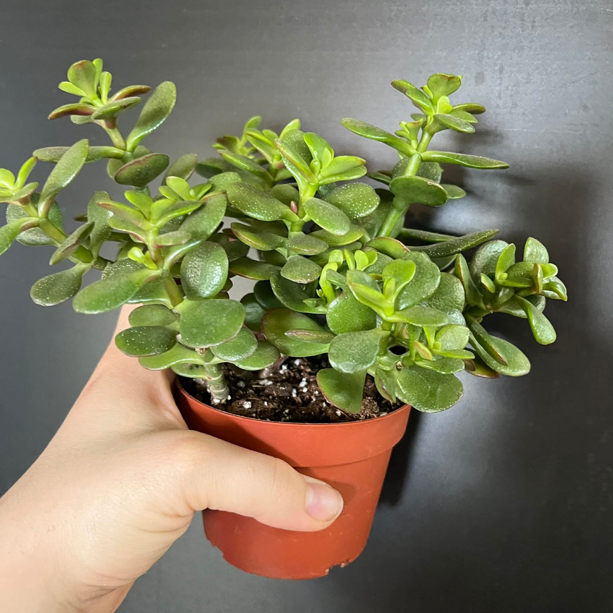 Magazoo Plante Crassula Ovata 'Crosby’s Compact' | Dwarf Jade Plant 10cm