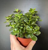 Magazoo Plante Crassula Ovata 'Crosby’s Compact' | Dwarf Jade Plant 10cm
