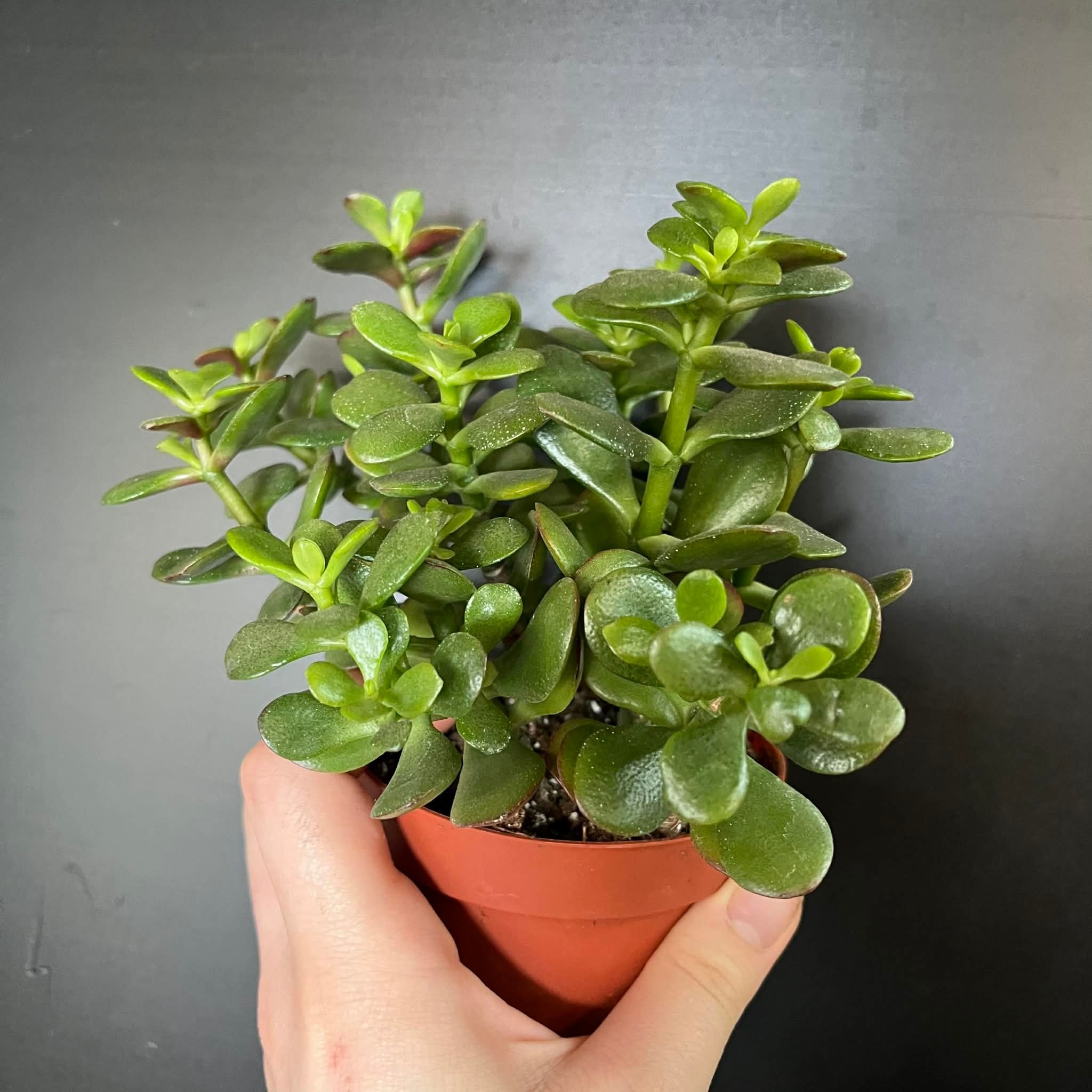 Magazoo Plante Crassula Ovata 'Crosby’s Compact' | Dwarf Jade Plant 10cm