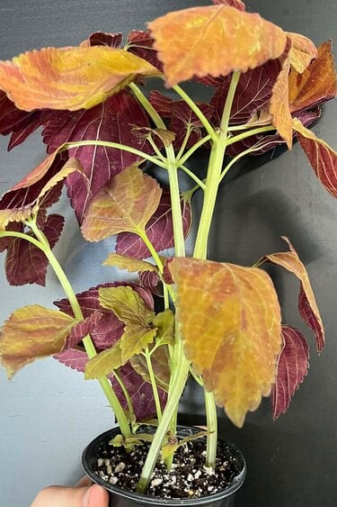 Magazoo Coleus Scutellarioides 'Fairway Orange' Plant 10cm
