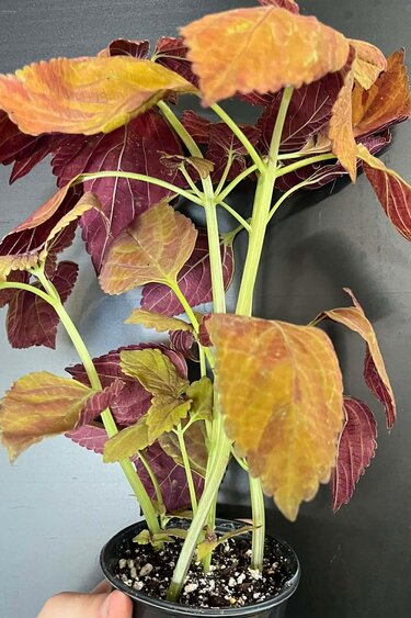 Magazoo Plante Coleus Scutellarioides 'Fairway Orange' 10cm