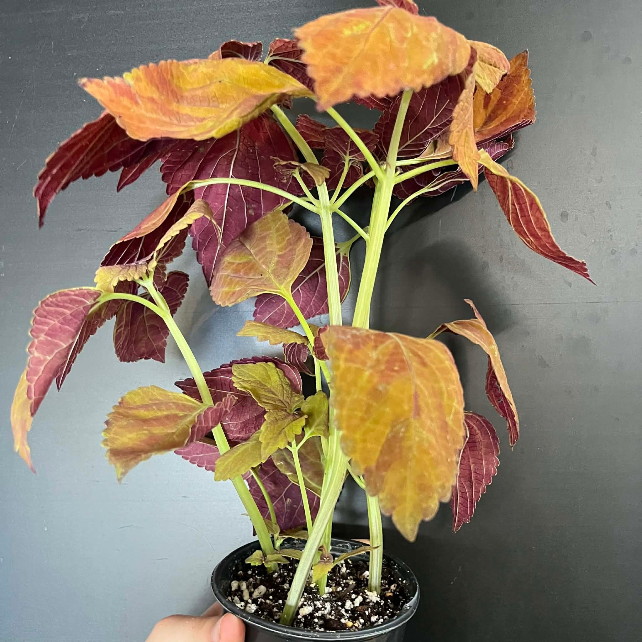 Magazoo Coleus Scutellarioides 'Fairway Orange' Plant 10cm