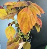 Magazoo Coleus Scutellarioides 'Fairway Orange' Plant 10cm
