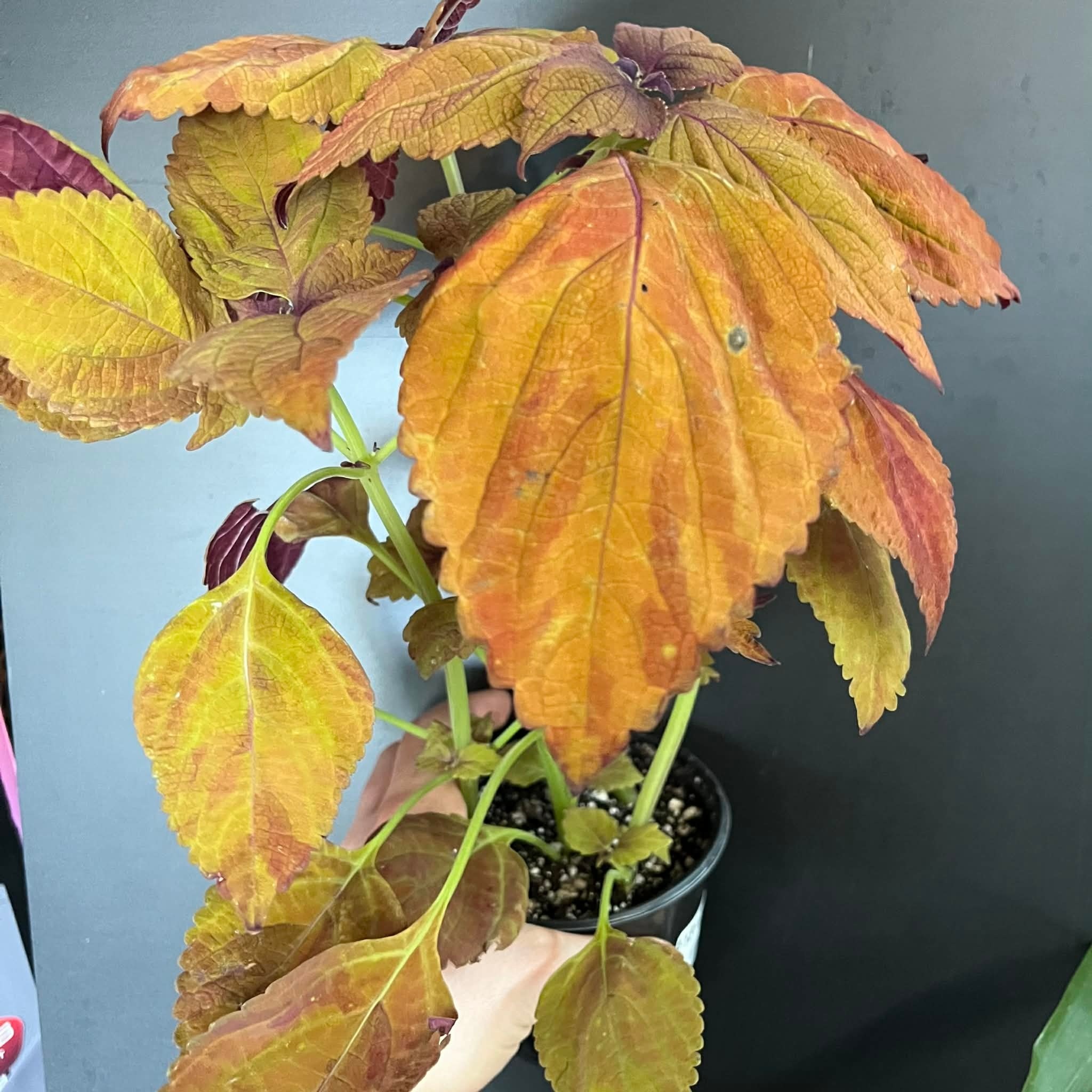 Magazoo Coleus Scutellarioides 'Fairway Orange' Plant 10cm
