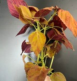 Magazoo Coleus Scutellarioides 'Fairway Orange' Plant 10cm